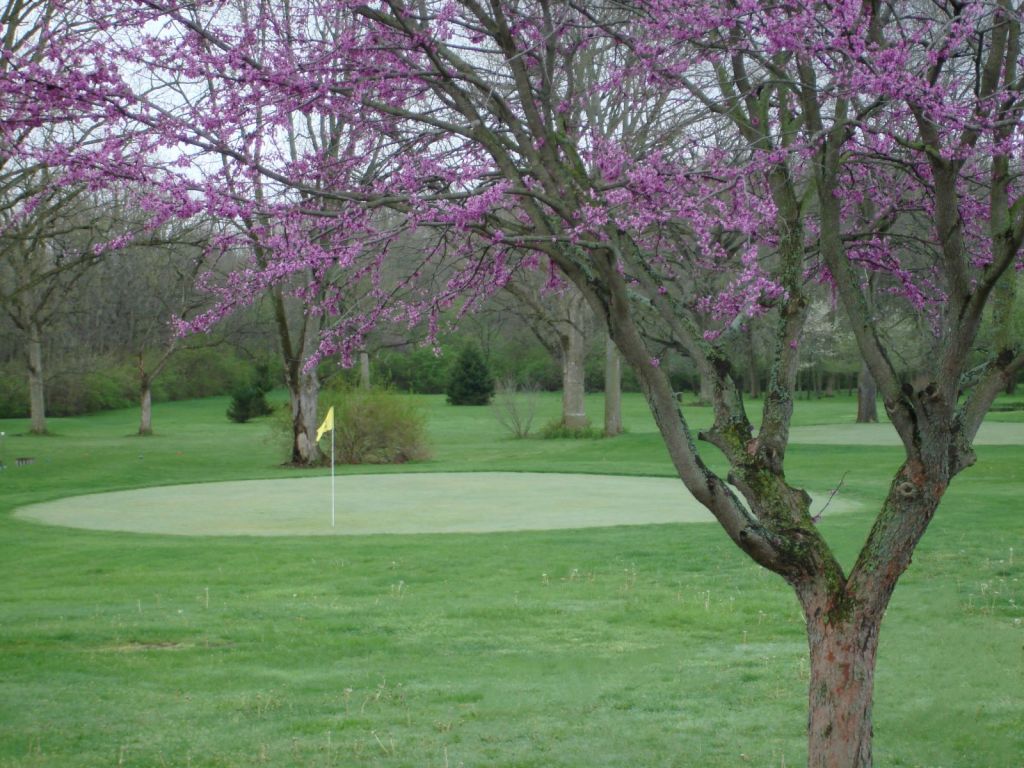 view of green from behind tree at Logan's Run Family Golf Club